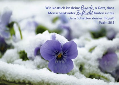 Postkarte - Veilchen im Schnee